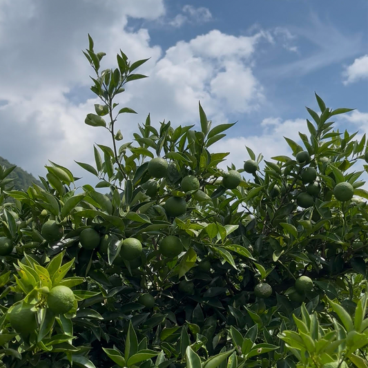 【6個】頓服する、定番と季節のジェラート6個セット(全6種類)<カート画面で配送日時指定できます>