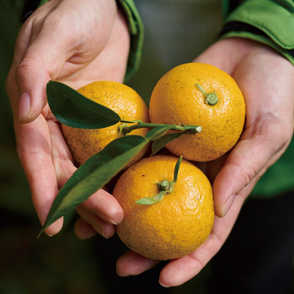 【8個】頓服する、定番と季節のジェラート8個セット(全8種類)＜カート画面で配送日時指定できます＞ .