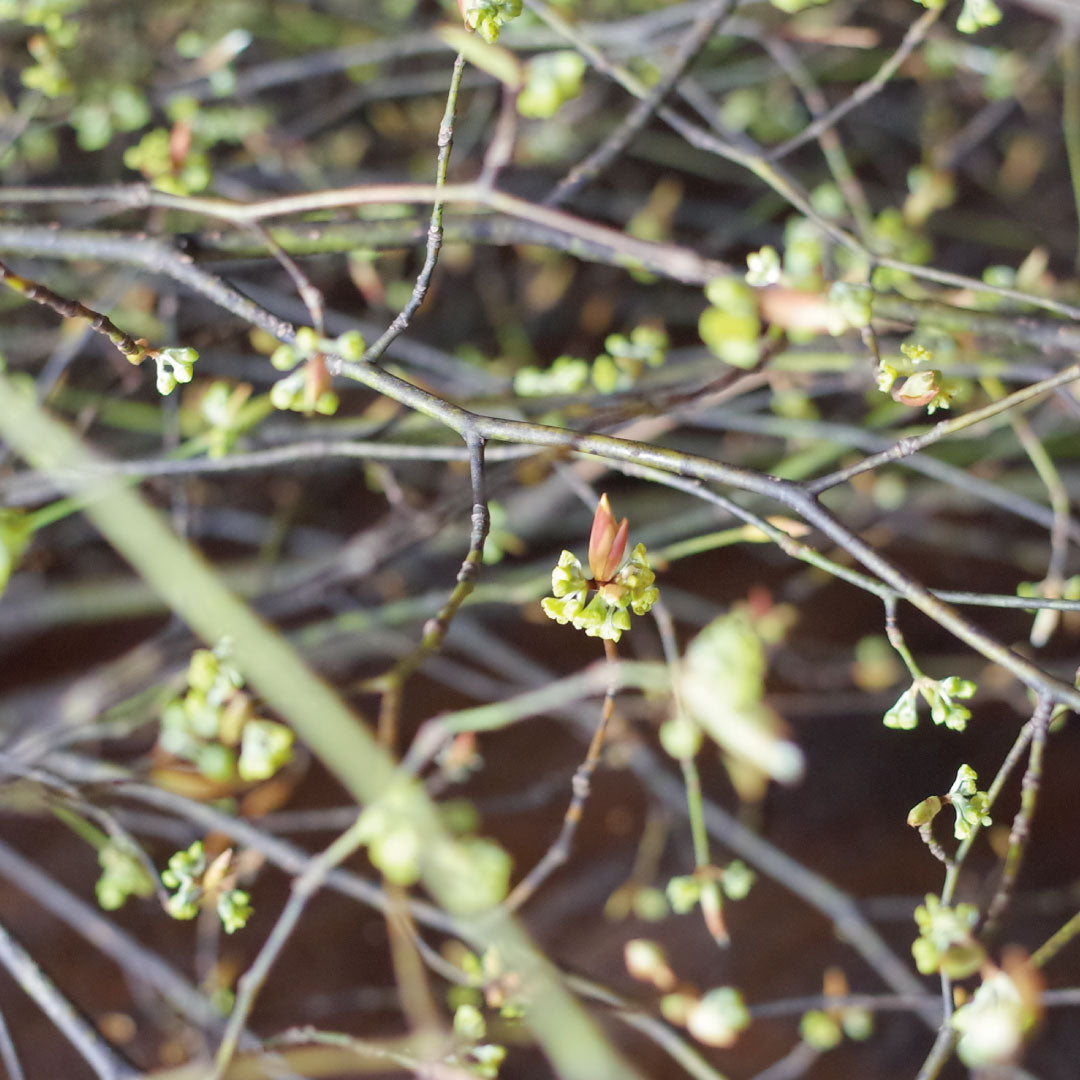 【6個】頓服する、定番と季節のジェラート6個セット（全6種類）＜カート画面で配送日時指定できます＞