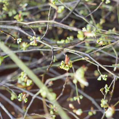 【12個】頓服する、定番と季節のジェラート12個セット(全8種類)＜カート画面で配送日時指定できます＞