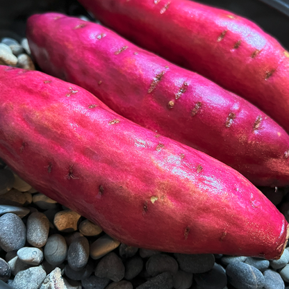 【8個】頓服する、定番と季節のジェラート8個セット(全8種類)＜カート画面で配送日時指定できます＞ .