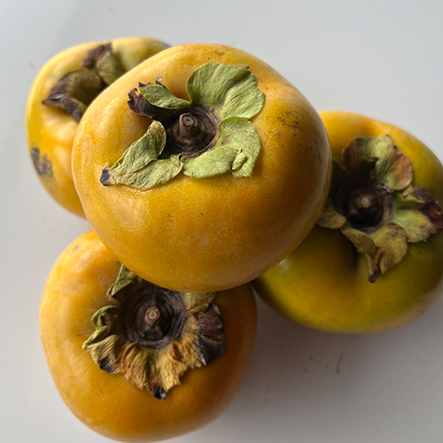 【8個】頓服する、定番と季節のジェラート8個セット(全8種類)＜カート画面で配送日時指定できます＞ .