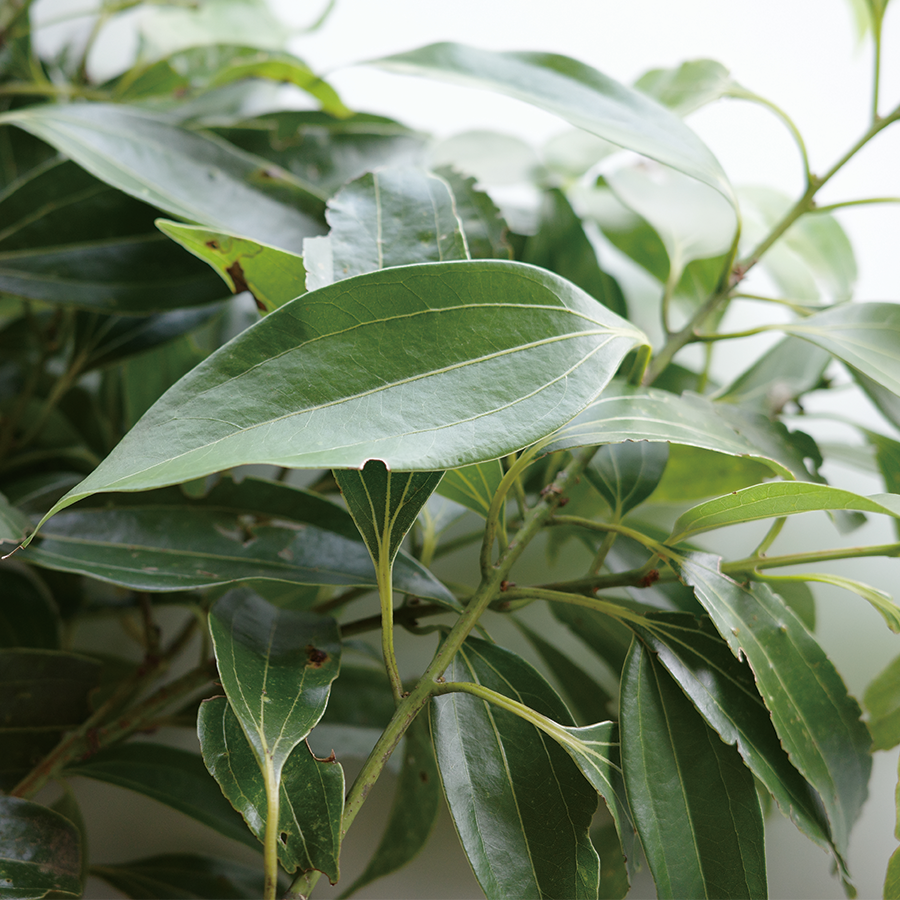 【6個】頓服する、定番と季節のジェラート6個セット（全6種類）＜カート画面で配送日時指定できます＞ .