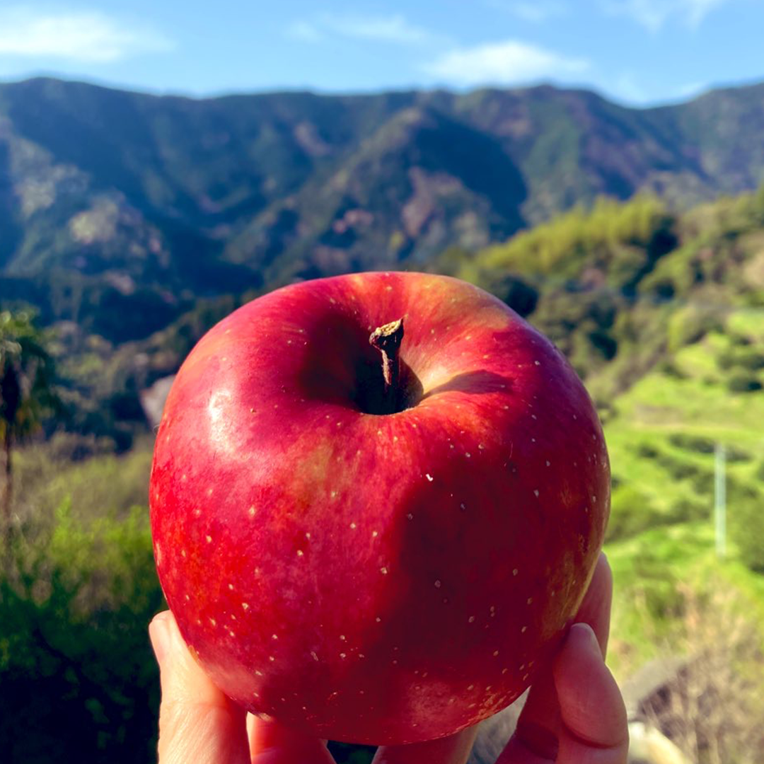 【6個】頓服する、定番と季節のジェラート6個セット（全6種類）＜カート画面で配送日時指定できます＞