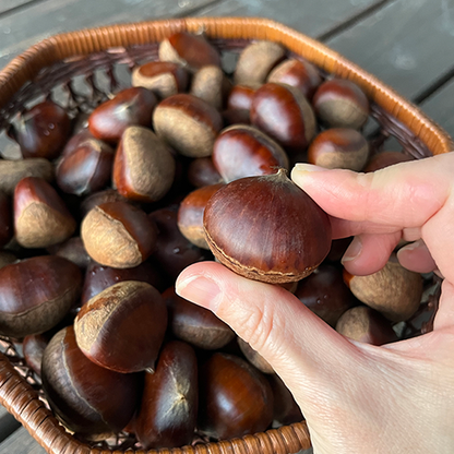 【8個】頓服する、定番と季節のジェラート8個セット(全8種類)＜カート画面で配送日時指定できます＞ .